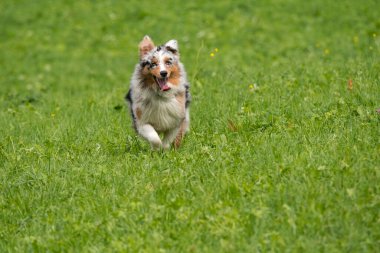 Mavi merle Avustralyalı çoban köpeği İtalya 'da Trentino Alto Adige' deki çayıra koşar ve atlar.