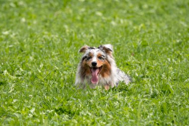 Mavi merle Avustralyalı çoban köpeği İtalya 'da Trentino Alto Adige' deki çayıra koşar ve atlar.