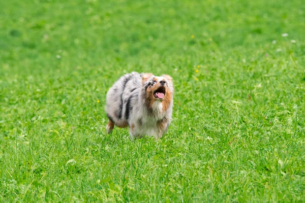 Blue Merle Australian Shepherd Dog Runs Jump Meadow Trentino Alto — Stock Photo, Image