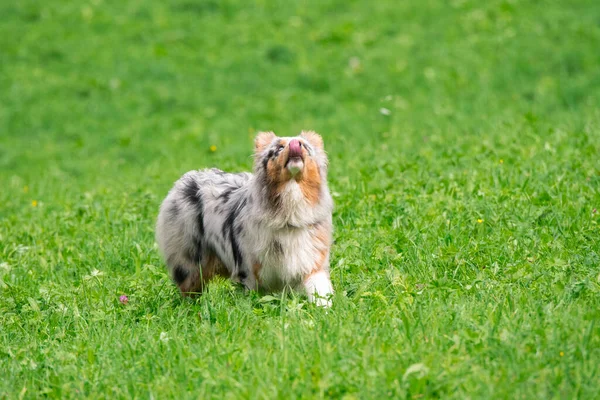 Blue Merle Cane Pastore Australiano Corre Salta Sul Prato Del — Foto Stock