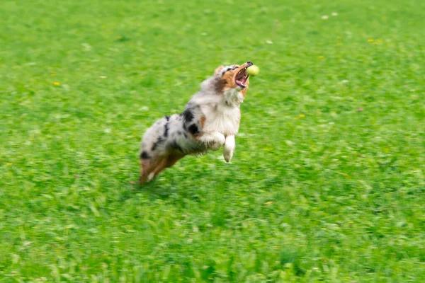 Blue Merle Australian Shepherd Dog Runs Jump Meadow Trentino Alto — Stock Photo, Image