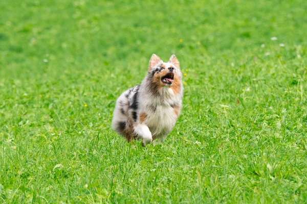 Blue Merle Australian Shepherd Dog Runs Jump Meadow Trentino Alto — Stock Photo, Image