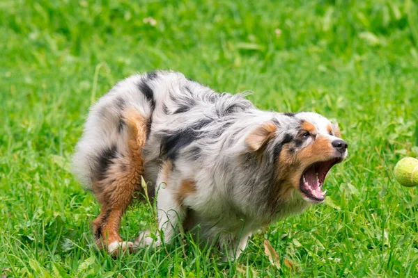 Blue Merle Cane Pastore Australiano Corre Salta Sul Prato Del — Foto Stock