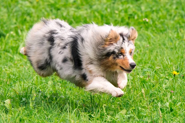 Blue Merle Australian Shepherd Dog Runs Jump Meadow Trentino Alto — Stock Photo, Image