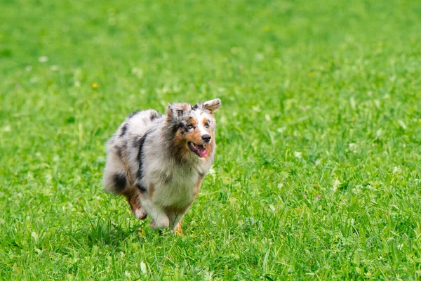 Blauwe Merle Australische Herder Loopt Spring Weide Trentino Alto Adige — Stockfoto