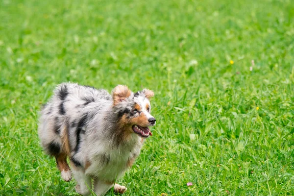 Blue Merle Cane Pastore Australiano Corre Salta Sul Prato Del — Foto Stock