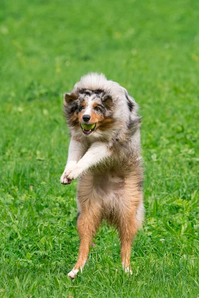 Bleu Merle Chien Berger Australien Court Sauter Sur Prairie Dans — Photo