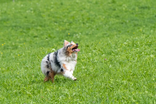 Blå Merle Australiska Herde Hund Körs Och Hoppa Ängen Trentino — Stockfoto