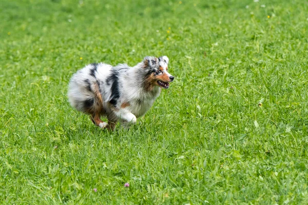 Blue Merle Australian Shepherd Dog Runs Jump Meadow Trentino Alto — Stock Photo, Image