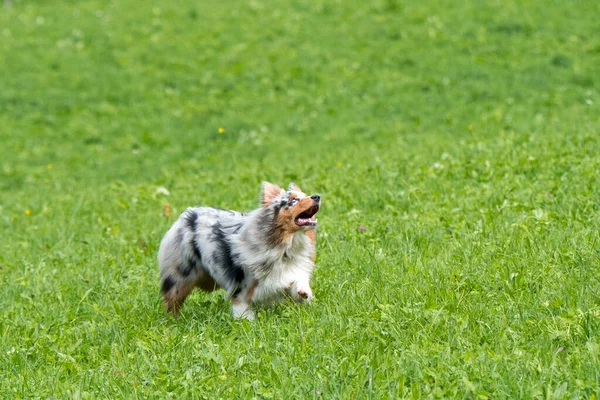 Blue Merle Australischer Schäferhund Rennt Und Springt Auf Der Wiese — Stockfoto