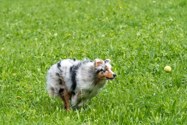 Blue Merle Cane Pastore Australiano Corre Salta Sul Prato Del — Foto Stock