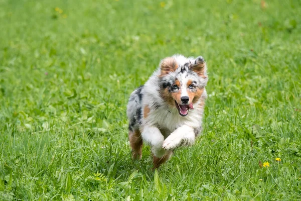 Blue Merle Cane Pastore Australiano Corre Salta Sul Prato Del — Foto Stock