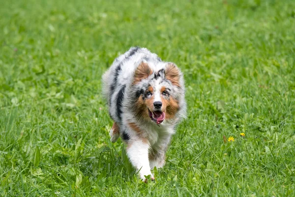 Mavi merle Avustralyalı çoban köpeği İtalya 'da Trentino Alto Adige' deki çayıra koşar ve atlar.
