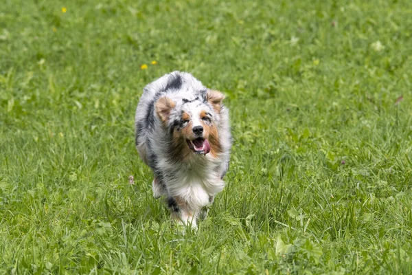 Blue Merle Australian Shepherd Dog Runs Jump Meadow Trentino Alto — Stock Photo, Image