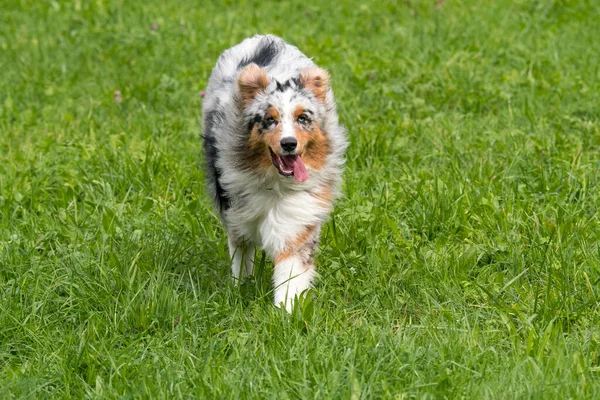 Biru Merle Anjing Gembala Australia Berjalan Dan Melompat Padang Rumput — Stok Foto