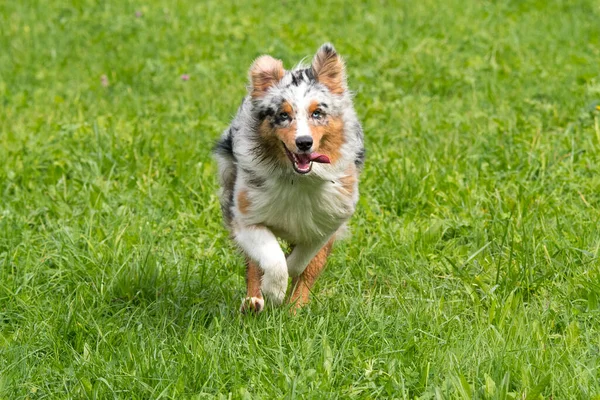 ブルーメルルオーストラリアの羊飼いの犬が実行され イタリアのトレンティーノ アルト アディジェの牧草地にジャンプ — ストック写真