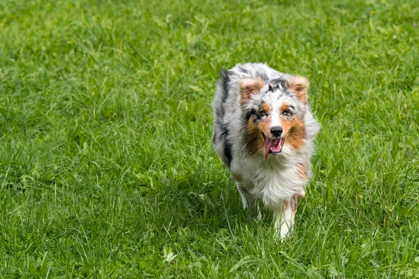 Blue Merle Cane Pastore Australiano Corre Salta Sul Prato Del — Foto Stock