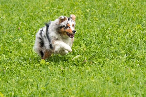 Biru Merle Anjing Gembala Australia Berjalan Dan Melompat Padang Rumput — Stok Foto