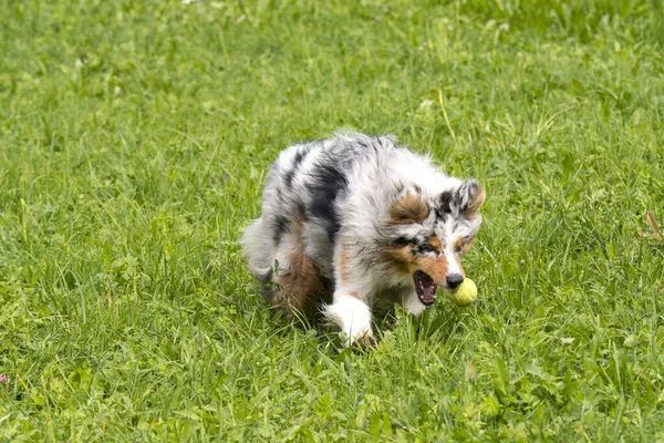 Blue Merle Cane Pastore Australiano Corre Salta Sul Prato Del — Foto Stock