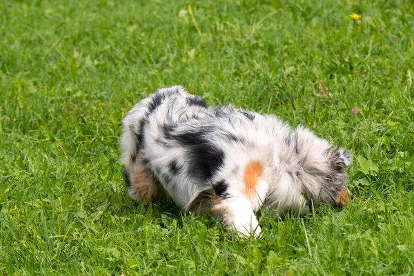 Blue Merle Australian Shepherd Dog Runs Jump Meadow Trentino Alto — Stock Photo, Image