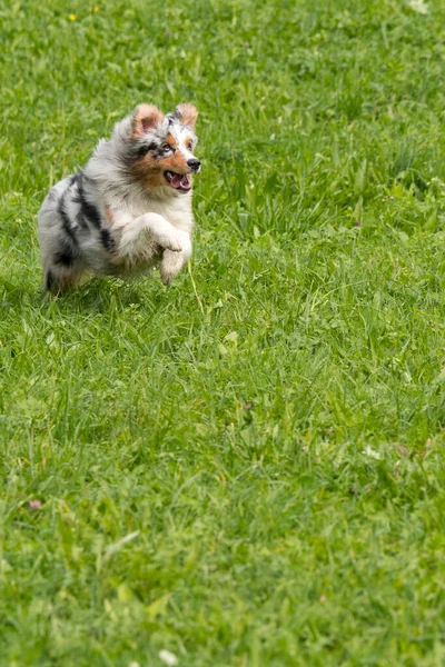 Bleu Merle Chien Berger Australien Court Sauter Sur Prairie Dans — Photo