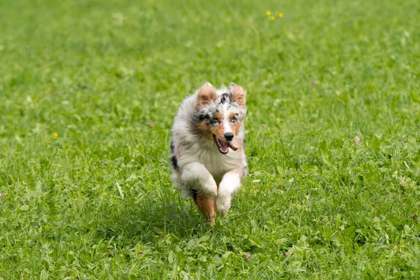 Biru Merle Anjing Gembala Australia Berjalan Dan Melompat Padang Rumput — Stok Foto