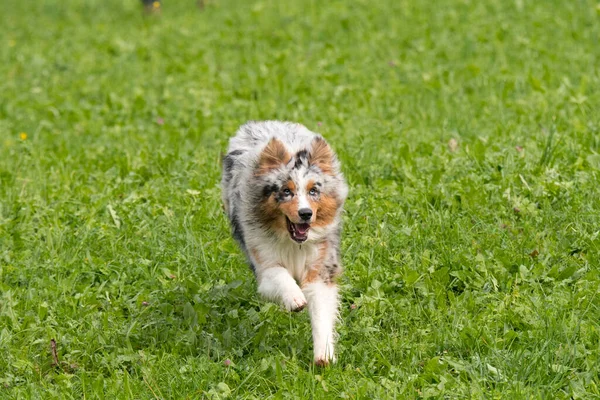 Blå Merle Australiska Herde Hund Körs Och Hoppa Ängen Trentino — Stockfoto