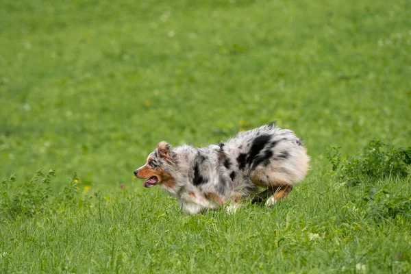 Bleu Merle Chien Berger Australien Court Sauter Sur Prairie Dans — Photo