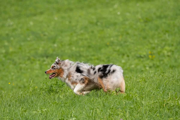 Azul Merle Cão Pastor Australiano Corre Pular Prado Trentino Alto — Fotografia de Stock