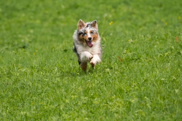 Blue Merle Cane Pastore Australiano Corre Salta Sul Prato Del — Foto Stock