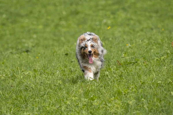 Biru Merle Anjing Gembala Australia Berjalan Dan Melompat Padang Rumput — Stok Foto