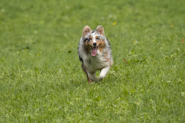 Blå Merle Australiska Herde Hund Körs Och Hoppa Ängen Trentino — Stockfoto