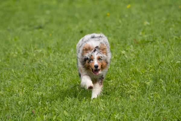 Bleu Merle Chien Berger Australien Court Sauter Sur Prairie Dans — Photo