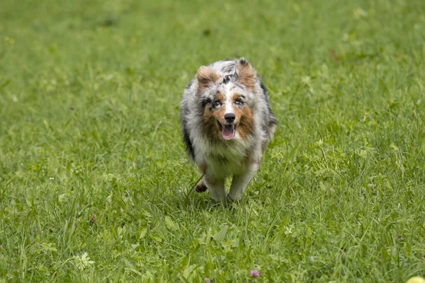 Blue Merle Cane Pastore Australiano Corre Salta Sul Prato Del — Foto Stock