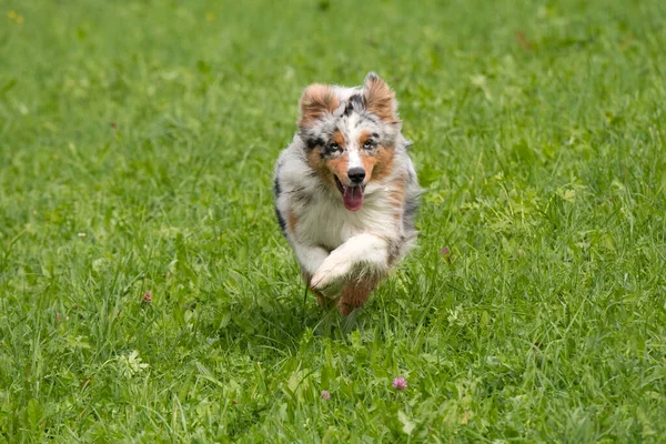 Blå Merle Australiska Herde Hund Körs Och Hoppa Ängen Trentino — Stockfoto