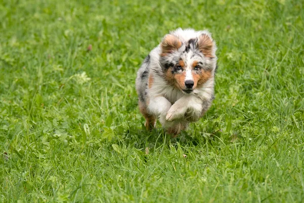 Blue Merle Cane Pastore Australiano Corre Salta Sul Prato Del — Foto Stock