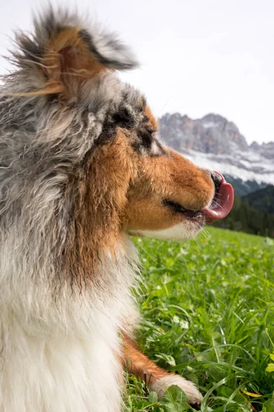 Blue Merle Australian Shepherd Dog Rest Meadow Trentino Alto Adige — Stock Photo, Image
