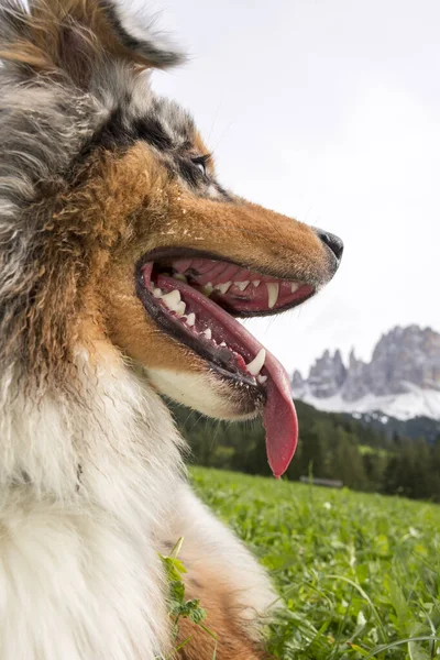Μπλε Merle Αυστραλίας Βοσκός Σκυλί Υπόλοιπο Ένα Λιβάδι Στο Trentino — Φωτογραφία Αρχείου