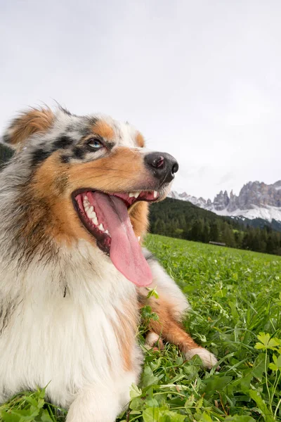 イタリアのトレンティーノ アルト アディジェの牧草地で青いメルルのオーストラリアの羊飼いの犬の休憩 — ストック写真