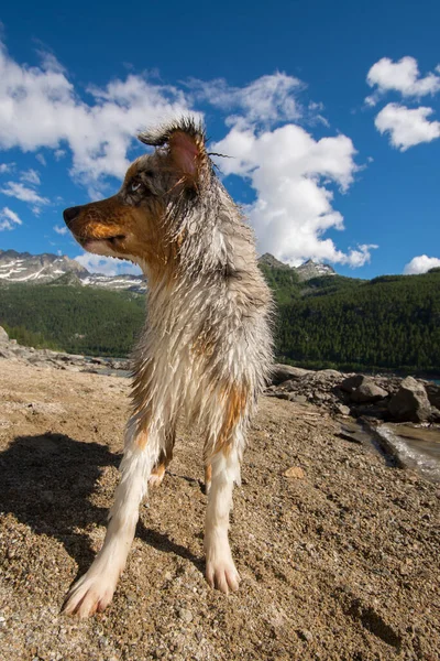 Blue Merle Australian Shepherd Dog Rest Ceresole Reale Piedmont Italy — Stock Photo, Image