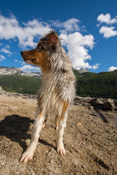 Blue Merle Australian Shepherd Dog Rest Ceresole Reale Piedmont Italy — Stock Photo, Image