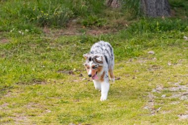 Mavi merle Avustralya çoban köpeği İtalya 'da Piedmont' taki Ceresole Reale gölünün çayırında koşuyor.