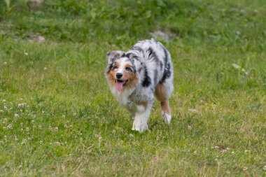 Mavi merle Avustralya çoban köpeği İtalya 'da Piedmont' taki Ceresole Reale gölünün çayırında koşuyor.