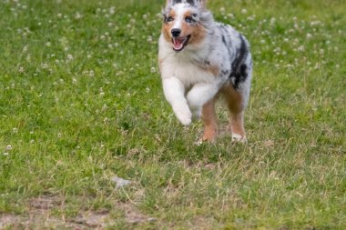 Mavi merle Avustralya çoban köpeği İtalya 'da Piedmont' taki Ceresole Reale gölünün çayırında koşuyor.