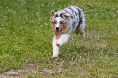 Mavi merle Avustralya çoban köpeği İtalya 'da Piedmont' taki Ceresole Reale gölünün çayırında koşuyor.