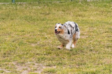 Mavi merle Avustralya çoban köpeği İtalya 'da Piedmont' taki Ceresole Reale gölünün çayırında koşuyor.