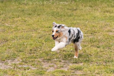 Mavi merle Avustralya çoban köpeği İtalya 'da Piedmont' taki Ceresole Reale gölünün çayırında koşuyor.