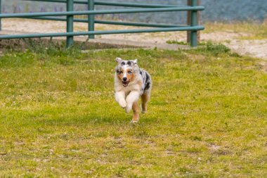 Mavi merle Avustralya çoban köpeği İtalya 'da Piedmont' taki Ceresole Reale gölünün çayırında koşuyor.
