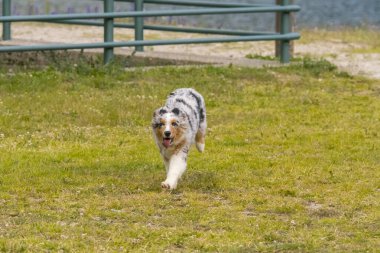 Mavi merle Avustralya çoban köpeği İtalya 'da Piedmont' taki Ceresole Reale gölünün çayırında koşuyor.