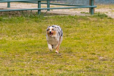 Mavi merle Avustralya çoban köpeği İtalya 'da Piedmont' taki Ceresole Reale gölünün çayırında koşuyor.